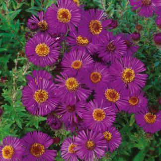 Aster n-a Andenken an Paul Gerber