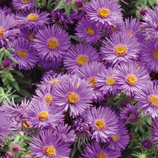 Aster n-a Purple Dome