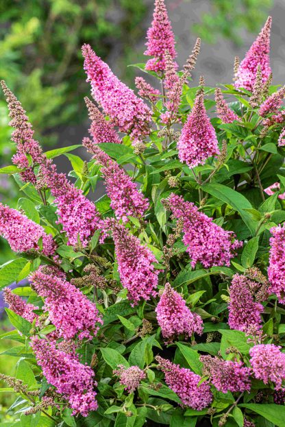 Buddleja davidii Butterfly Candy® Little Pink
