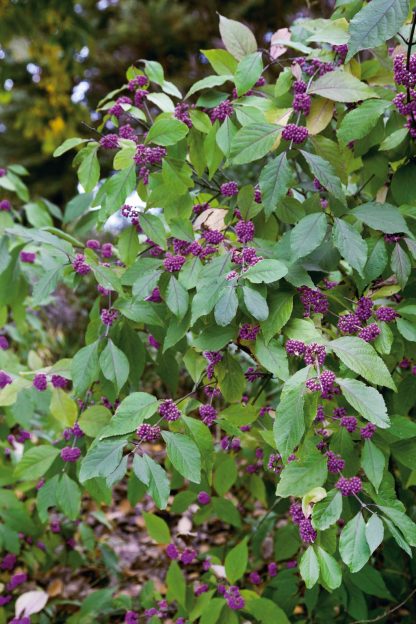 Callicarpa bodinieri Profusion