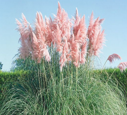 Cortaderia selloana Rosa Feder