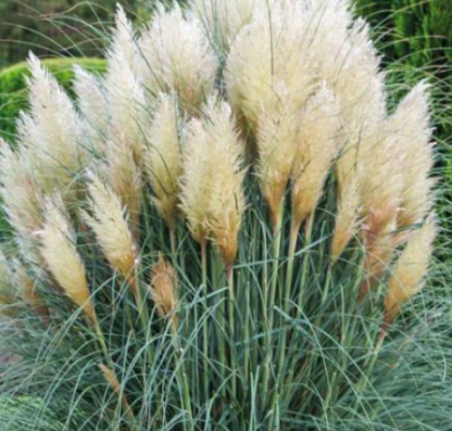 Cortaderia selloana Weiße Feder