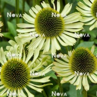 Echinacea Green Jewel