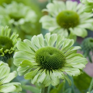 Echinacea Green Jewel