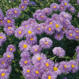 Erigeron cult. Azure Beauty