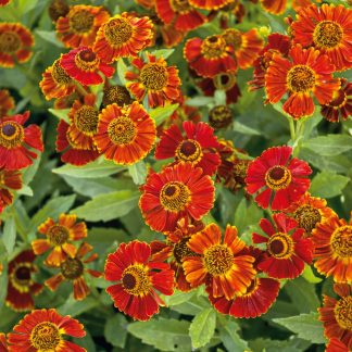 Helenium Moerheim Beauty