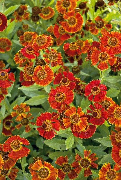Helenium Moerheim Beauty