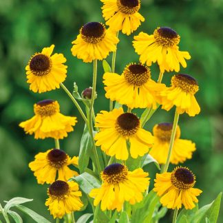 Helenium bigelovii The Bishop