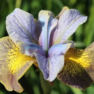 Iris sibirica Peacock® Uncorked