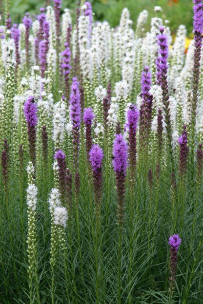 Liatris spicata Kobold