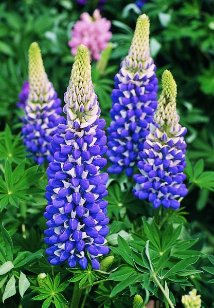 Lupinus polyphyllus Legendary Blue Shades