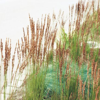 Molinia caerulea Moorhexe