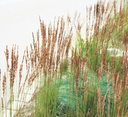 Molinia caerulea Moorhexe