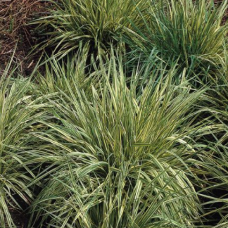 Molinia caerulea variegata