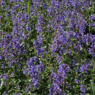 Nepeta x faassenii Walkers Low