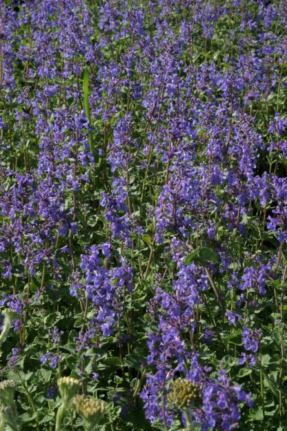 Nepeta x faassenii Walkers Low
