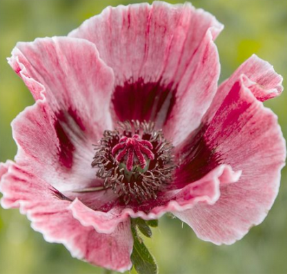 Papaver orientale Pattys Plum