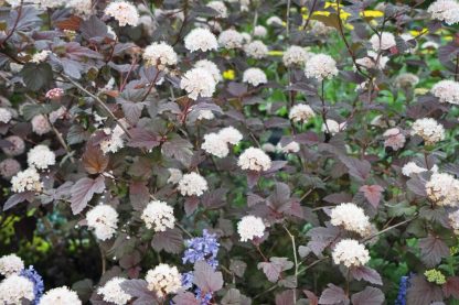 Physocarpus opulifolius Lady in Red