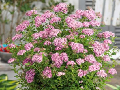 Spiraea japonica Little Princess