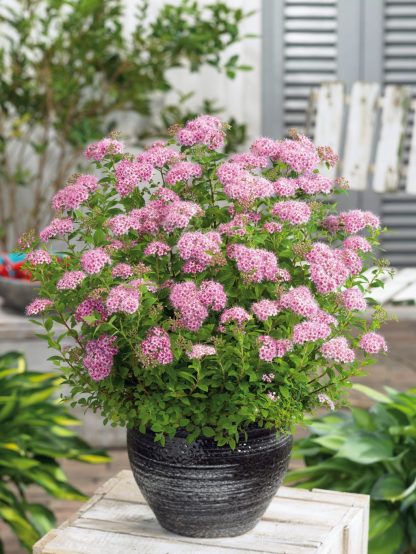 Spiraea japonica Little Princess – Bild 2