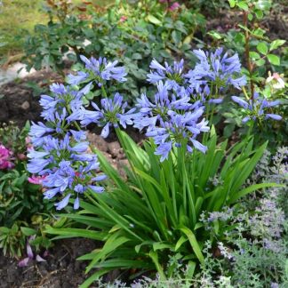 Agapanthus Pitchoune Blue