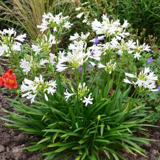 Agapanthus Pitchoune White