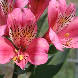 Alstroemeria Majestic™  Marce