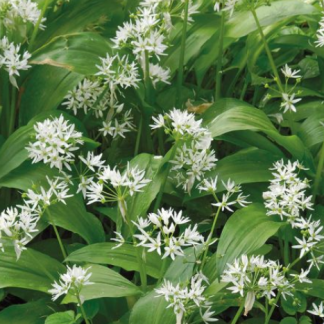 Allium ursinum Bärlauch