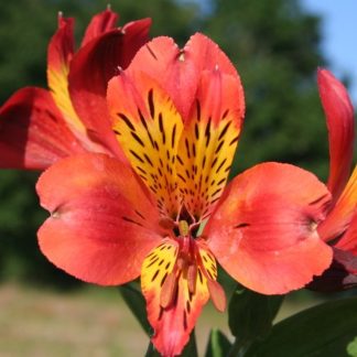 Alstroemeria Majestic™ Brissac