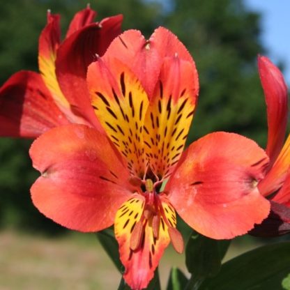 Alstroemeria Majestic™ Brissac