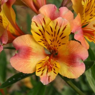 Alstroemeria Majestic™  Chartene