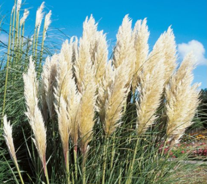 Cortaderia selloana Pumila