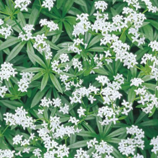 Gallium ordoratum Waldmeister
