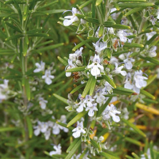 Rosmarinus officinalis Rosmarin