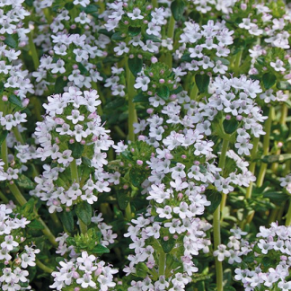 Thymus vulgaris Thymian