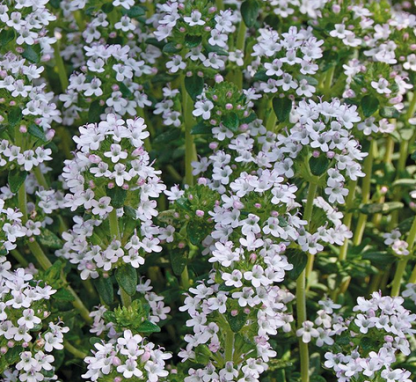 Thymus vulgaris Thymian
