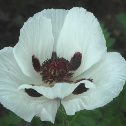 Papaver orientale Perry's White