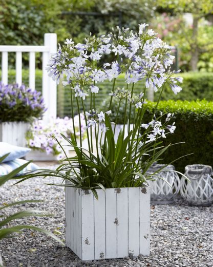 Agapanthus Twister (S) – Bild 4