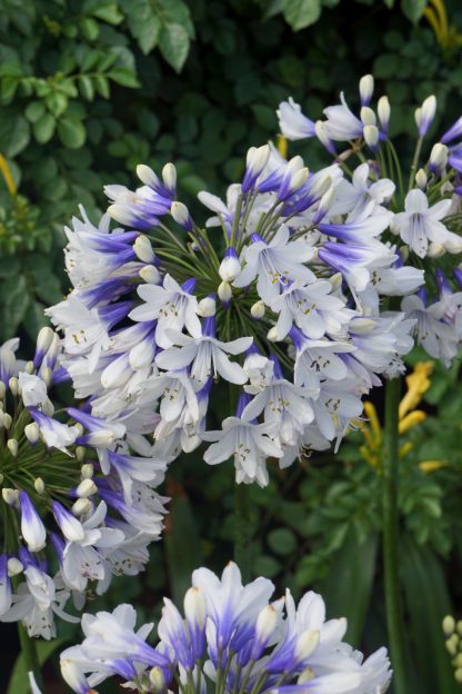 Agapanthus Twister (S) – Bild 2
