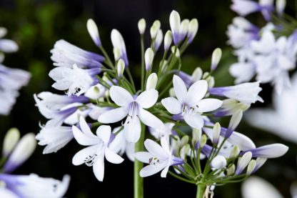 Agapanthus Twister (S)