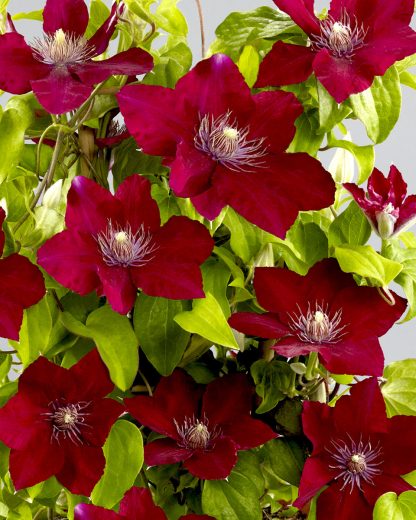 Clematis Jie™ Evipo084(N)<br>Boulevard®