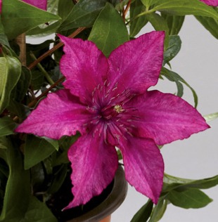 Clematis Luzia™ Evipo068(N) <br>Tudor Patio®