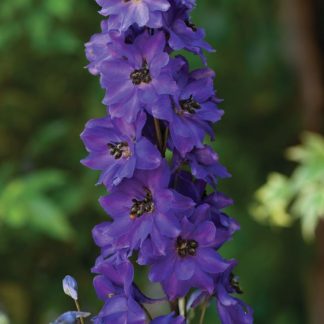 Delphinium cultorum MF Dark Blue Black Bee