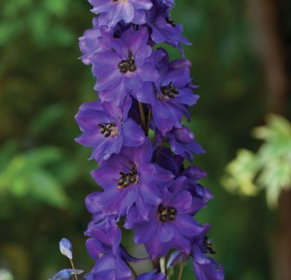 Delphinium cultorum MF Dark Blue Black Bee