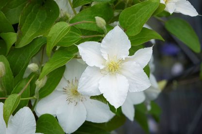 Clematis Eira™ Evipo107(N) <br>Tudor Patio®