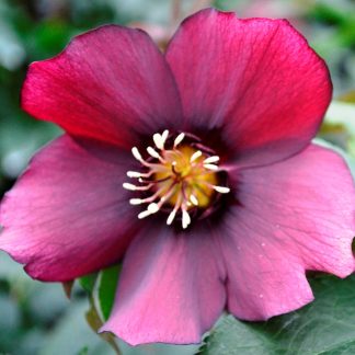 Helleborus orientalis rot