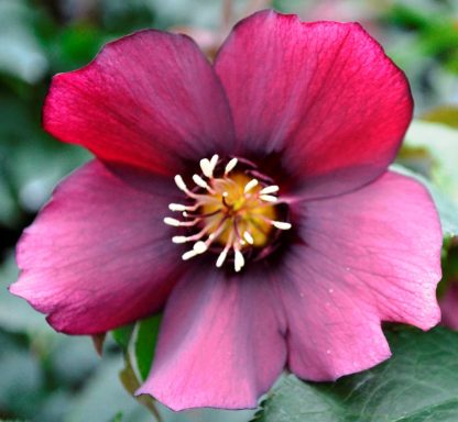 Helleborus orientalis rot