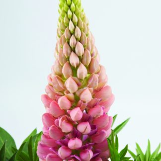 Lupinus polyphyllus Gallery Rose