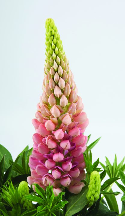 Lupinus polyphyllus Legendary Rose Shades
