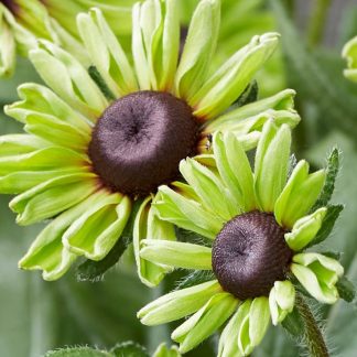Rudbeckia Enchanted Forrest